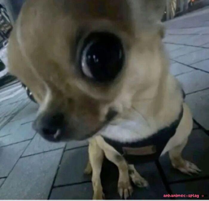 hình ảnh meme chó bựa cute nhất
